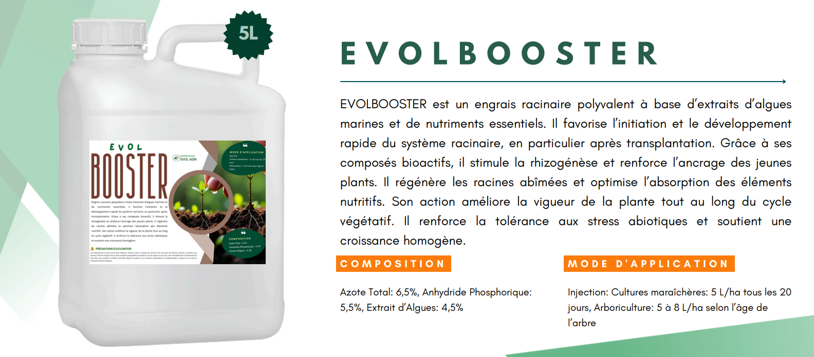 Myrtilles Marocaines